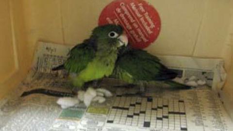 Nogales named a 'superhighway' for trafficked wildlife